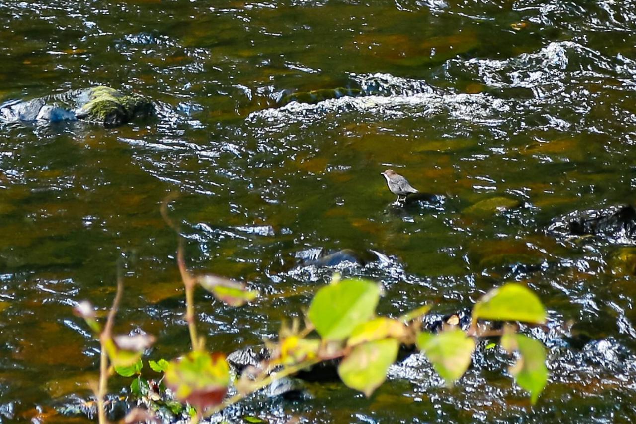 Вілла Kevock Vale Park Lasswade Екстер'єр фото